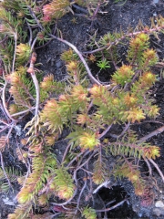 Sedum