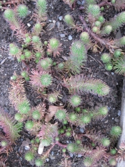 Sedum