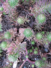 Sedum