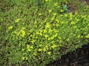 Sedum Acre