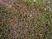Sedum Acre