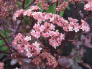 Sedum Red Emperor