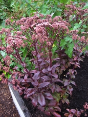 Sedum Red Emperor