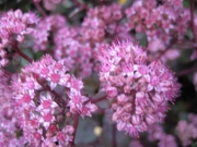 Sedum Rosy Glow