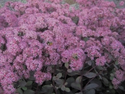 Sedum Rosy Glow with bees