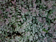 Sedum Rosy Glow