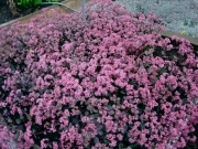 Sedum Rosy Glow