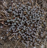 Sedum Ruby Glow