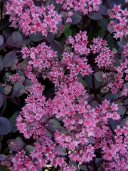 Sedum Vera Jameson