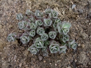 Sedum Vera Jameson