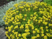 Sedum middendorffii full bloom