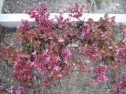 Sedum in bloom