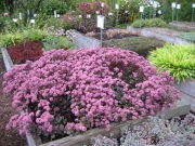 raised beds sedums