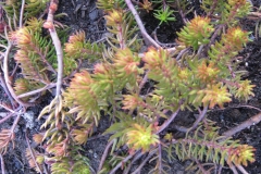 Sedum
