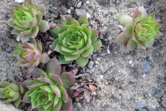 Sempervivum 'Apple Green' early Spring color