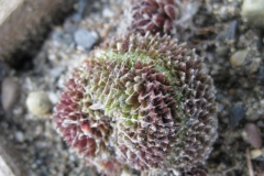 Sempervivum arachnoideum 'fasciata' early Spring color, closeup