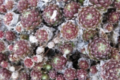Sempervivum arachnoideum 'Red Cobweb' early Spring color