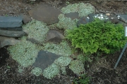 Sempervivum arachnoideum & fern cobweb houseleeks at stone steps up to raised beds
