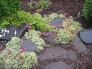 Sempervivum arachnoideum & fern cobweb houseleeks at stone steps down from raised beds