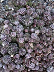 Sempervivum arachnoideum cobweb houseleeks 'Red Cobweb'