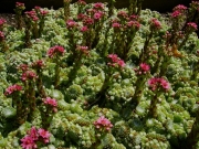 Sempervivum arachnoideum cobweb houseleeks in bloom