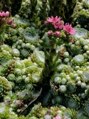 Sempervivum arachnoideum cobweb houseleeks in bloom