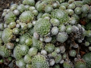 Sempervivum arachnoideum cobweb houseleeks closeup