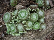 Sempervivum arachnoideum cobweb houseleeks closeup