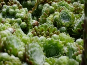 Sempervivum arachnoideum cobweb houseleeks closeup