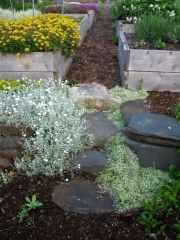 Sempervivum arachnoideum & Cerastium & Sedum cobweb houseleeks at stone steps up to raised beds