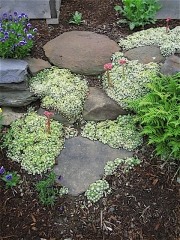 Sempervivum arachnoideum cobweb houseleeks at stone steps up to raised beds