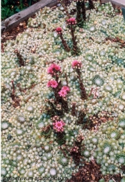Sempervivum arachnoideum midsummer blooms