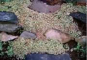 Sempervivum arachnoideum cascading down steps