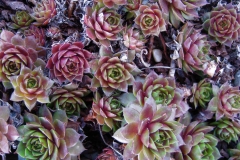 Sempervivum 'Atroviolaceum' early Spring color