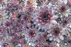Sempervivum 'Bronco'