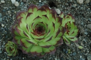 Sempervivum calcareum 'Mrs. Guiseppi' closeup