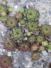 Sempervivum calcareum 'Tip Top' early Spring color