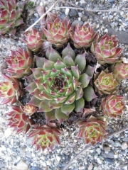 Sempervivum calcareum 'Tip Top' early Spring color, closeup
