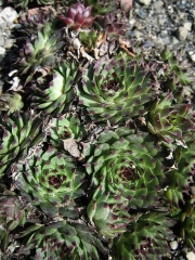 Sempervivum calcareum 'Mrs. Guiseppi' immediately after snows' retreat, some winter damage