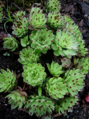 Sempervivum calcareum, 'Mrs. Guiseppi' early Spring color