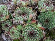 Sempervivum calcareum, 'Mrs. Guiseppi' midseason color, closeup