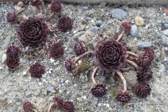 Sempervivum 'Clipper' early Spring color