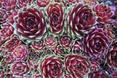 Sempervivum 'Commander Hay' midseason color, closeup