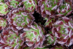 Sempervivum (a lot like 'Icicle') name unknown, indistinguishable from 'Icicle'