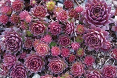 Sempervivum 'Kalinda' late season color