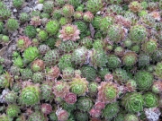 Sempervivum unknown variety