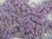 Sempervivum unknown variety, early Spring color