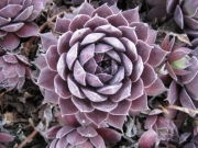Sempervivum unknown variety, early Spring color, closeup
