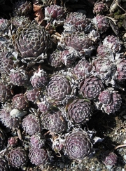 Sempervivum unknown variety