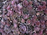 Sempervivum unknown variety